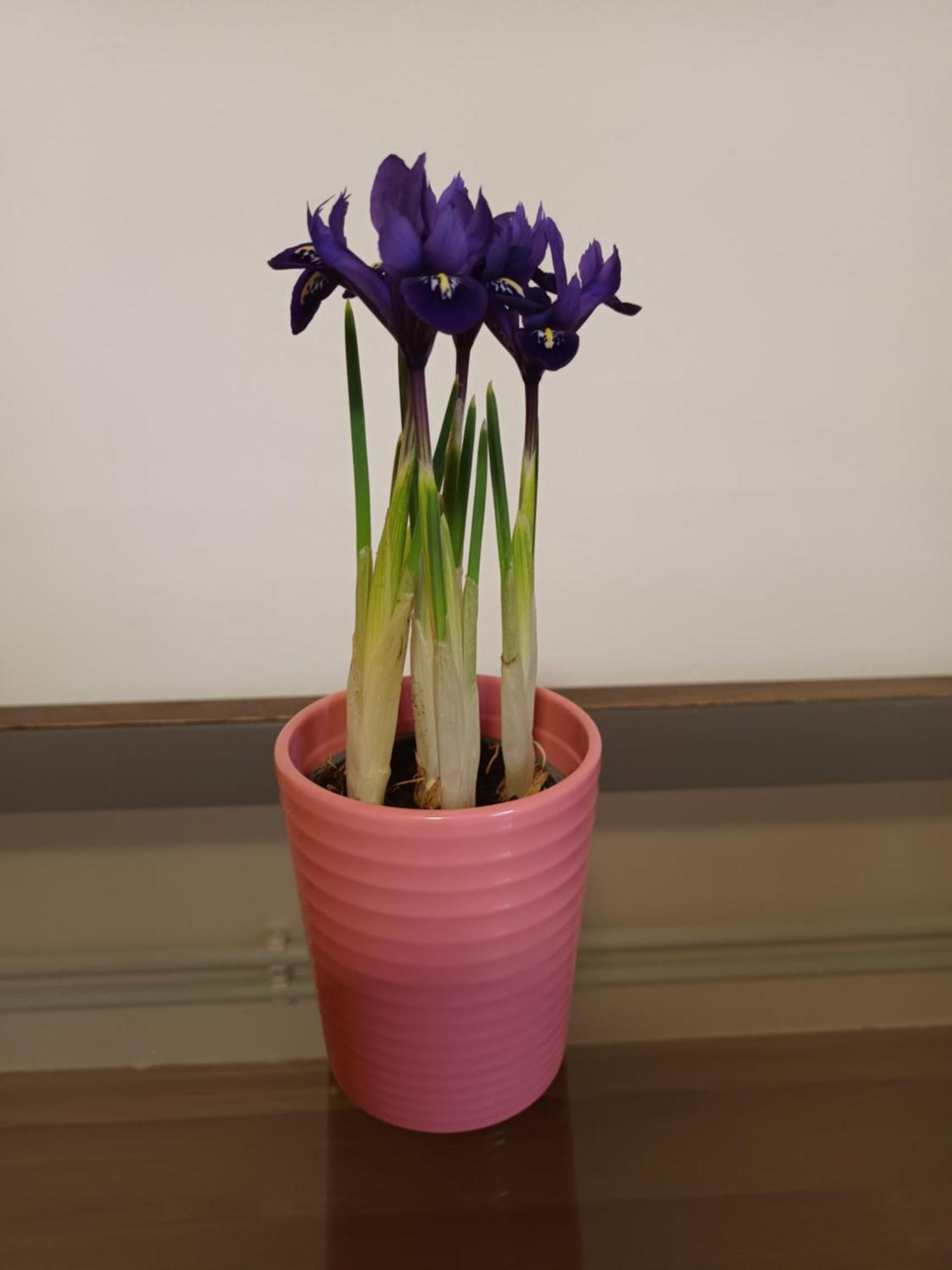 Keknefelejcs Vendeghaz Appartement Tapolca Buitenkant foto